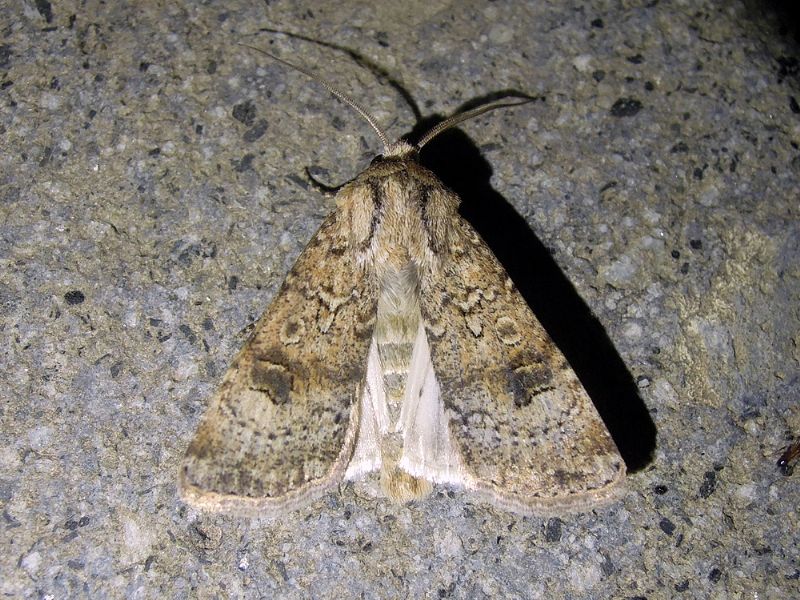 Agrotis cfr. trux, Noctuidae